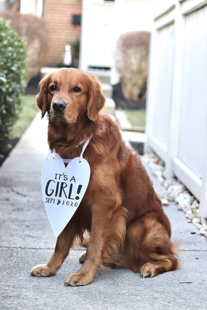 It's a Girl! Announcement Social Media Photo Shoot Special Occasion Dog Sign - 8x10 Heart Sign with Light Pink Ribbon Modeled by Chance the Golden Retriever 