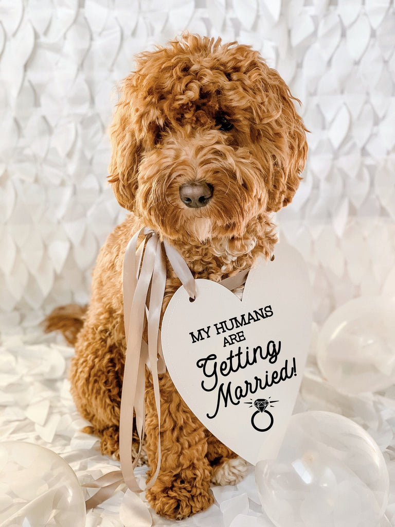 My Humans Are Getting Married Wedding Announcement Engagement Photo Shoot Sign - Modeled by Goldendoodle