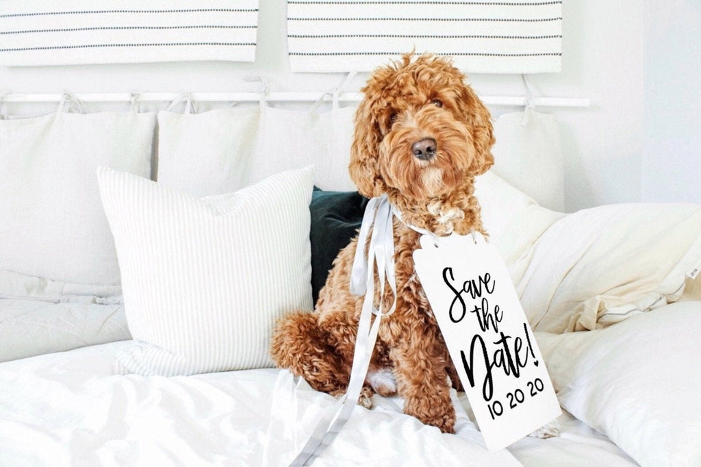 Save The Date! Wedding Announcement Bow Tie Engagement Special Occasion Dog Sign - 8x10" - Modeled by Bean the Goldendoodle - Silver RIbbon