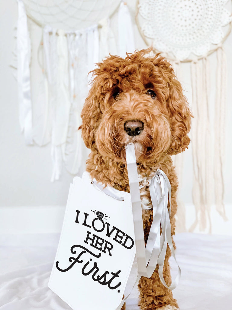 I Loved Her First Wedding Announcement Sign for Photoshoot - 8x10" Sign with Silver Ribbon Modeled by Bean the Goldendoodle
