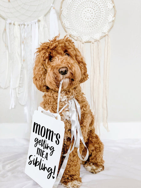 Mom's Getting Me a Sibling! Human! Baby Announcement Date Newborn Photo Shoot Special Occasion Dog Photo Prop Pregnancy Announcement - 8x10 Sign with Silver RIbbon Modeled by Bean the Goldendoodle