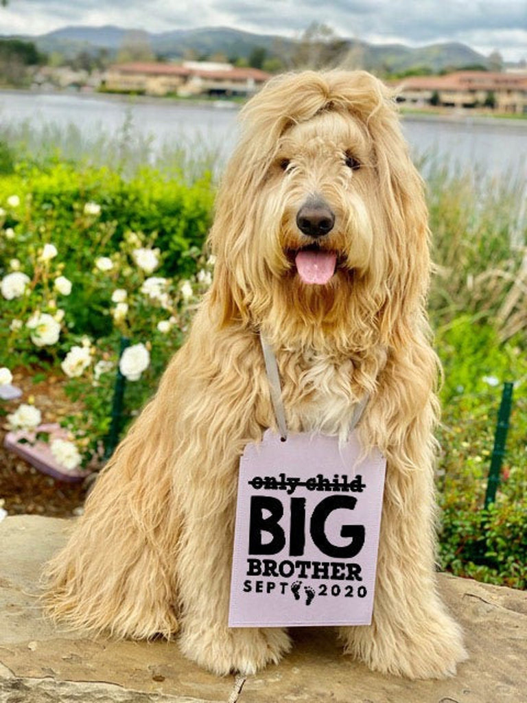 Not An Only Child Big Brother Big Sister Baby Announcement Newborn Photo Shoot Special Occasion Dog Sign Photo Prop Pregnancy Announcement - 8x10 Rectangular Sign with Silver Ribbon Modeled by Newman the Goldendoodle