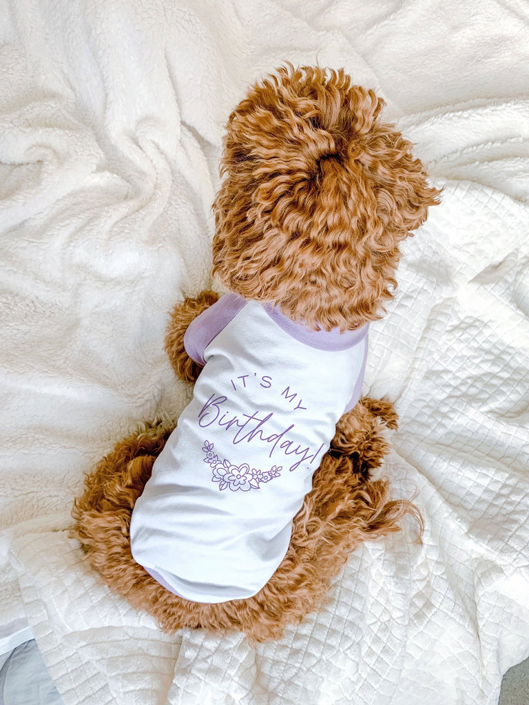 Dog Birthday It's My Birthday Flowers Floral Dog Raglan T-Shirt in Lilac and White Modeled by Bean the Goldendoodle