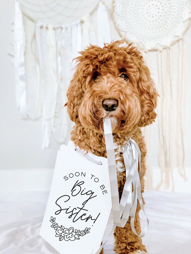 Soon to Be Big Sister Floral Baby Announcement Baby Photo Shoot Dog Sign Prop Pregnancy Announcement - 8x10" Sign with Silver Ribbon Modeled by Bean the Goldendoodle