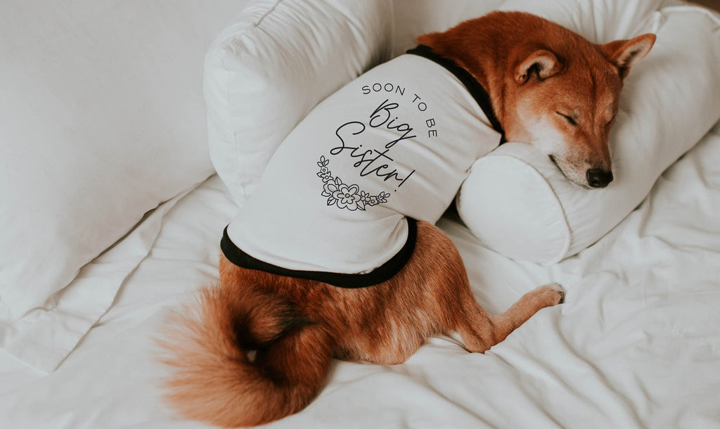 Soon To Be Big Sister Dog Raglan Floral Shirt in Black and White - Modeled by Miso the Shiba Inu