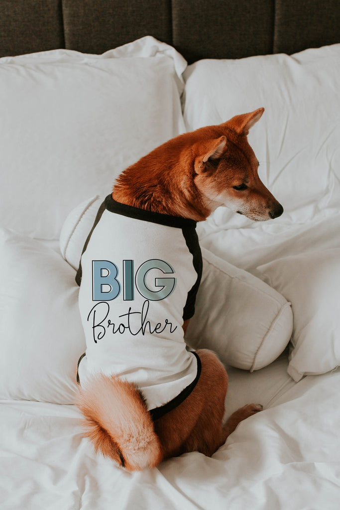 Big Brother Big Sister Pick a Graphic Color Dog Raglan Shirt in Blue Colors - Modeled by Miso the Shiba Inu