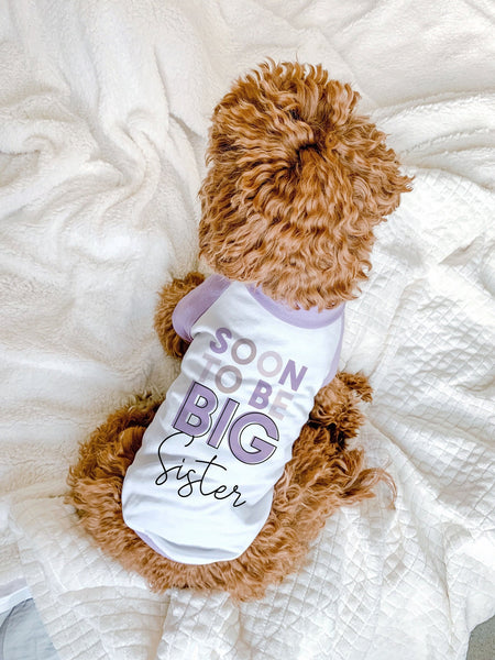 Pick a Color Soon To Be Big Brother Big Sister Pregnancy Announcement Dog Raglan Shirt - Lilac and White - Modeled by Bean the Goldendoodle