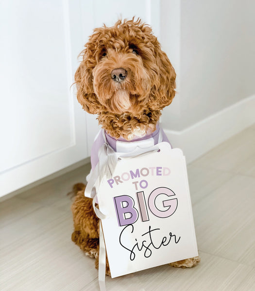 Promoted to Big Sister or Big Brother Baby Announcement Newborn Photo Shoot Special Occasion Dog Sign Dog Photo Prop Pregnancy Announcement - 8x10" Announcement Sign with Lilac Coloring and SIlver Ribbon Modeled by Bean the Goldendoodle