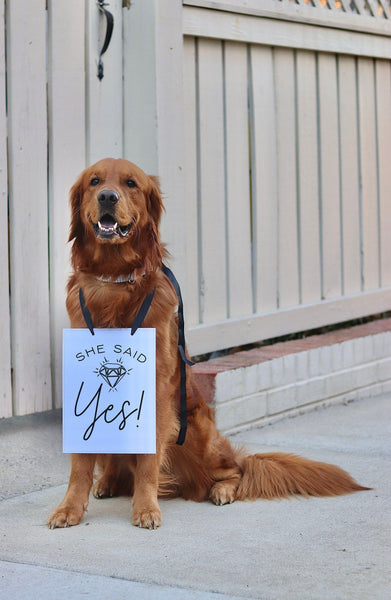 She Said Yes! Wedding Announcement Engagement Photo Shoot Special Occasion Dog Sign Dog Photo Prop Sign for Photo Shoot - 8x10" Rectangular Sign with Black Ribbon Modeled by Chance the Golden Retriever