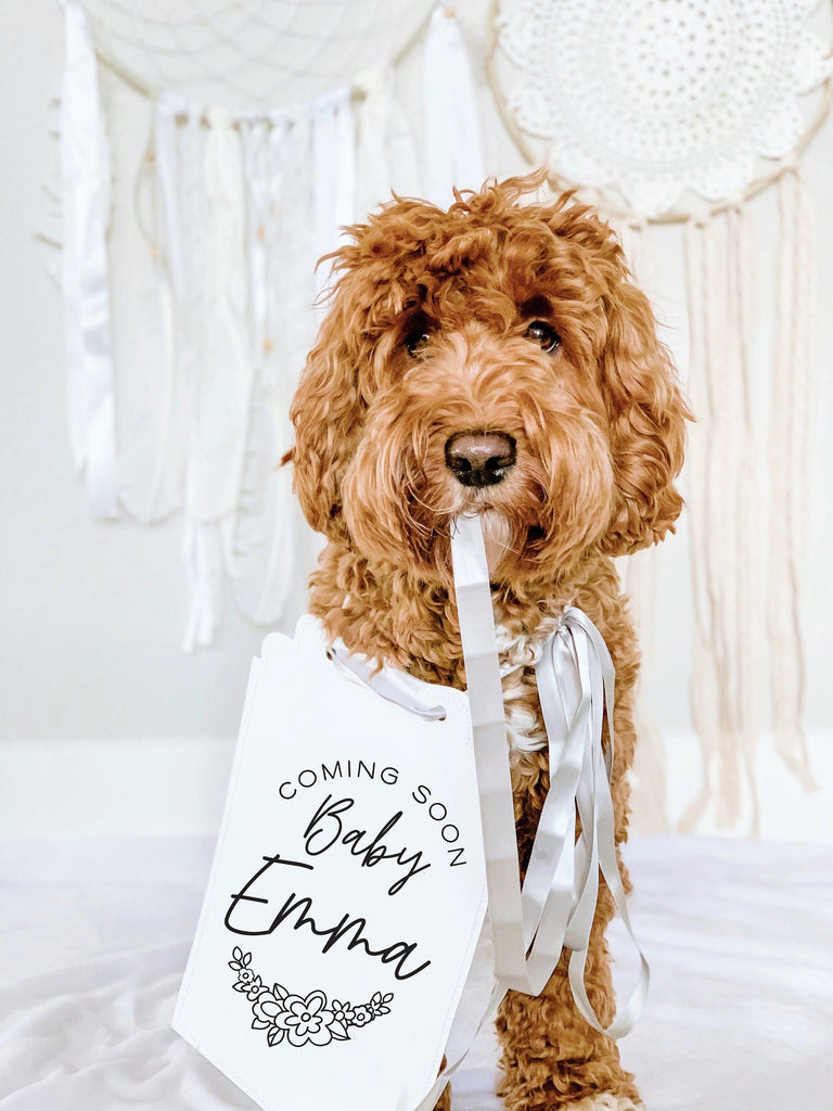 Coming Soon! Baby Name Baby Announcement Newborn Photo Shoot Special Occasion Dog Sign Dog Photo Prop Pregnancy Announcement - 8x10 Rectangular Sign with Silver Ribbon Modeled by Bean the Goldendoodle