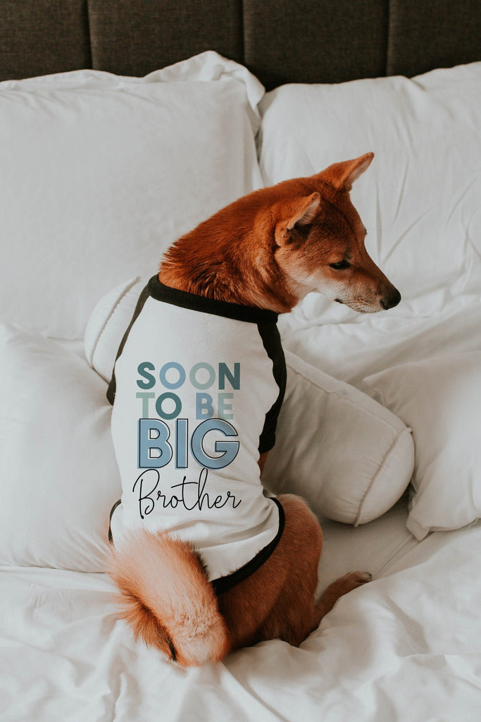 Pick a Color Soon To Be Big Brother Big Sister Pregnancy Announcement Dog Raglan Shirt - Blue and White - Modeled by Miso the Shiba Inu