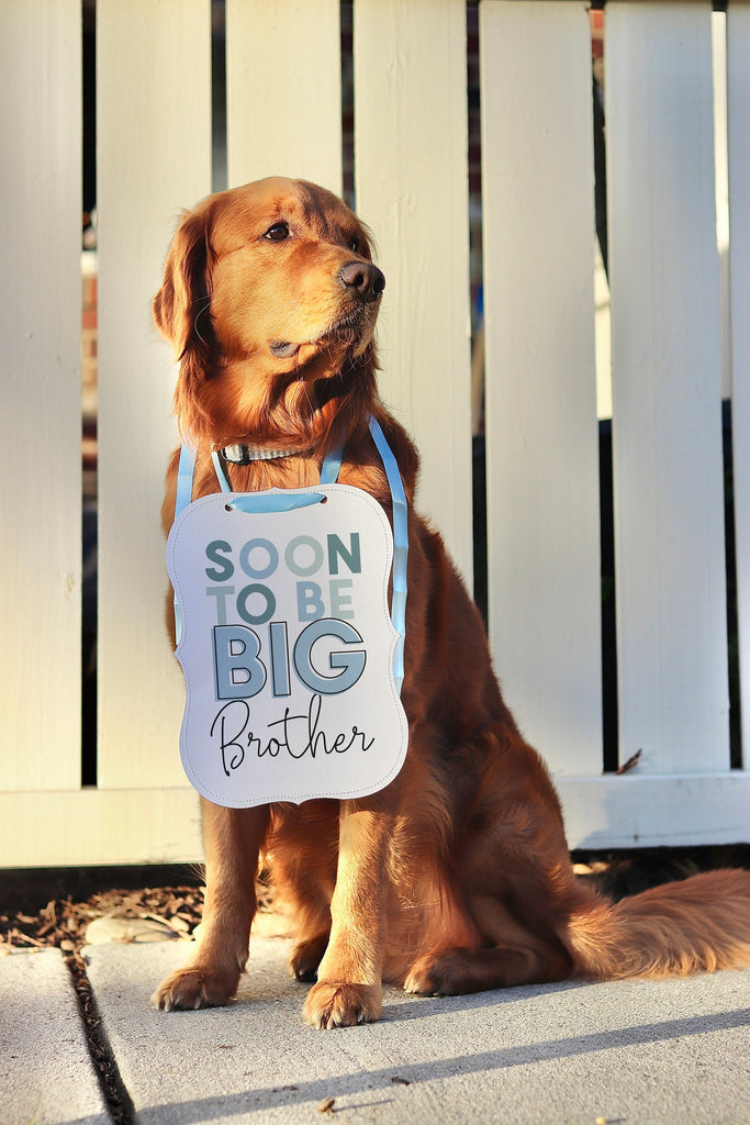 Soon To Be Big Brother Blue Colors Baby Announcement Dog Sign Prop Pregnancy Announcement - Modeled by Chance the Golden Retriever