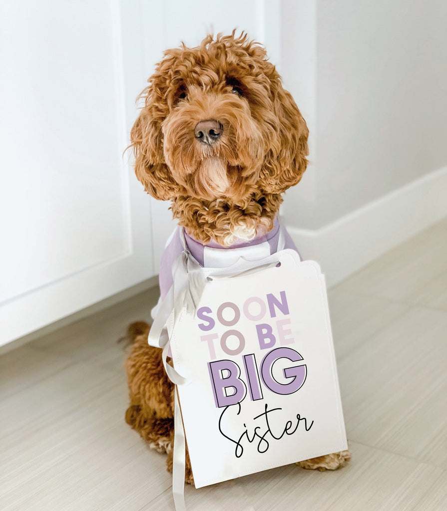 Soon to Be Big Sister Lilac Colors Baby Announcement Dog Sign Prop Pregnancy Announcement  - Modeled by Bean the Goldendoodle