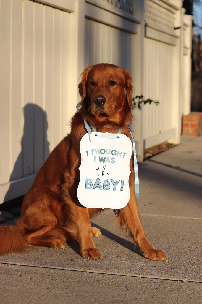 I Thought I Was The Baby Blue Pregnancy Announcement Sign with Light Blue Ribbon - Modeled by Chance the Golden Retriever