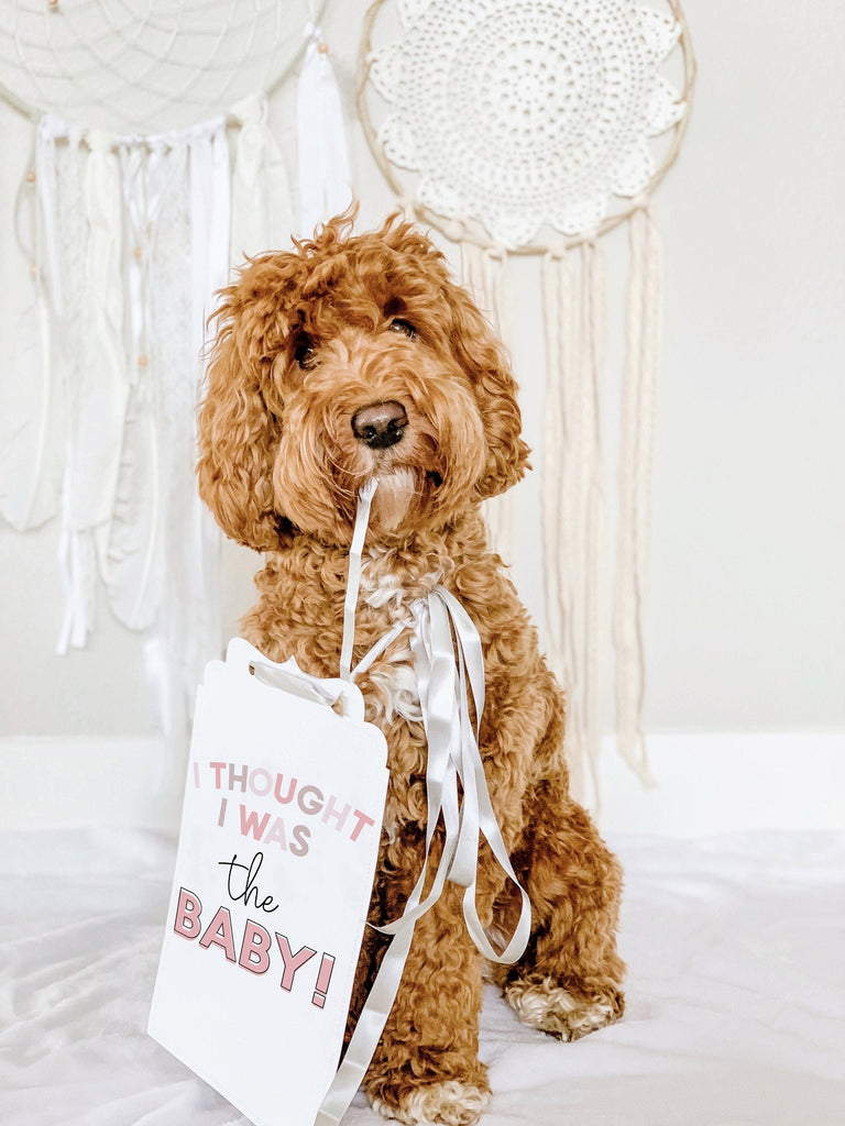 I Thought I Was the Baby! Sign Prop Pregnancy Announcement - In Pink Colors - White Ribbon - 8x10 - Modeled by Bean the Goldendoodle