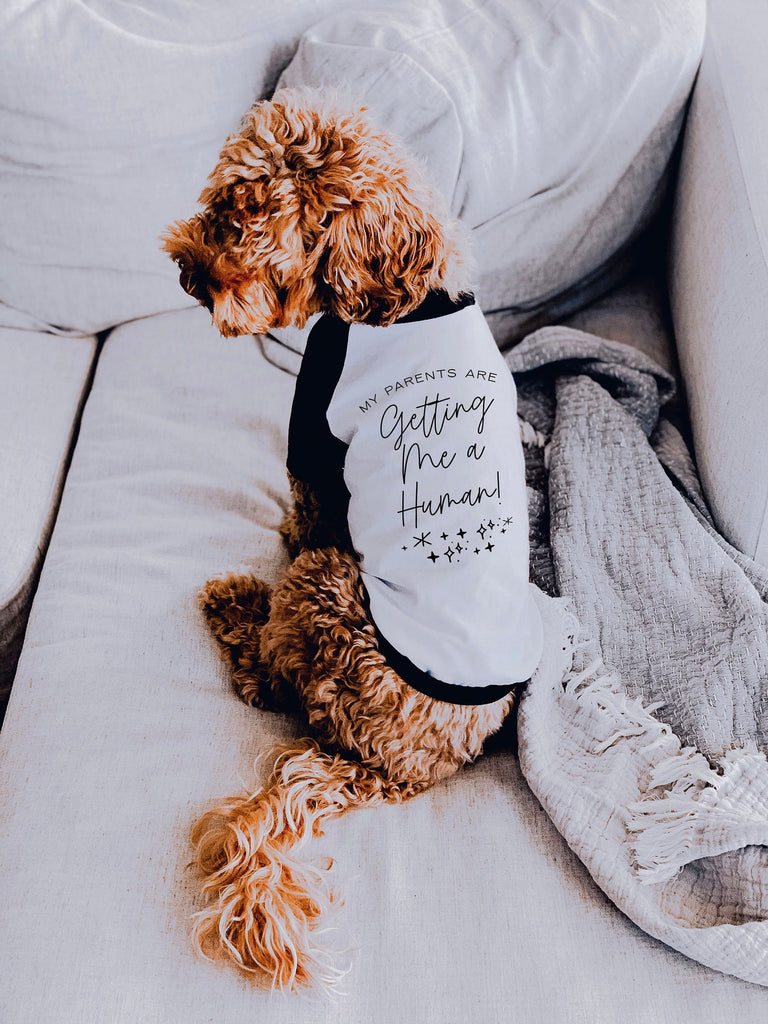 My Parents Are Getting Me a Human Glitter Pregnancy Announcement Dog Raglan Shirt in Black and White - Modeled by Goldendoodle