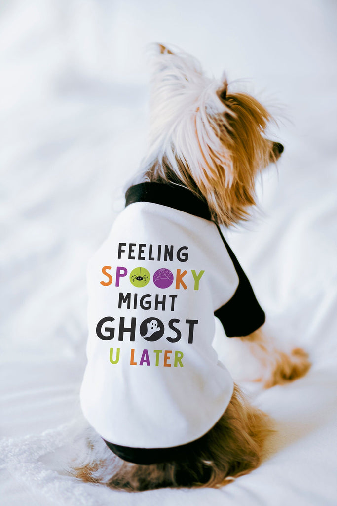 Feeling Spooky Might Ghost U Later Meme Inspired Halloween Dog Raglan Shirt in Black and White modeled by Nutmeg the Yorkshire Terrier