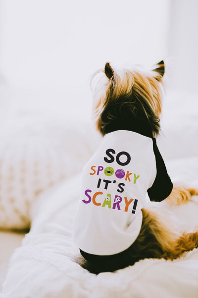 So Spooky It's Scary! Halloween Dog Raglan Shirt in Black/White Modeled by Nutmeg the Yorkie