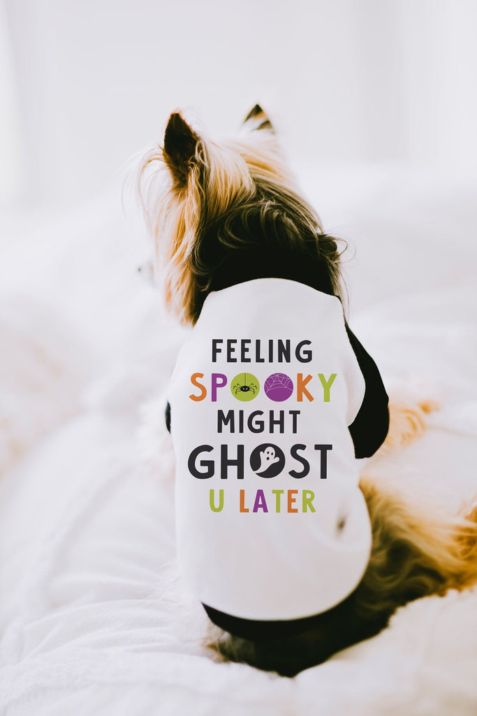 Feeling Spooky Might Ghost U Later Meme Inspired Halloween Dog Raglan Shirt in Black and White modeled by Nutmeg the Yorkshire Terrier