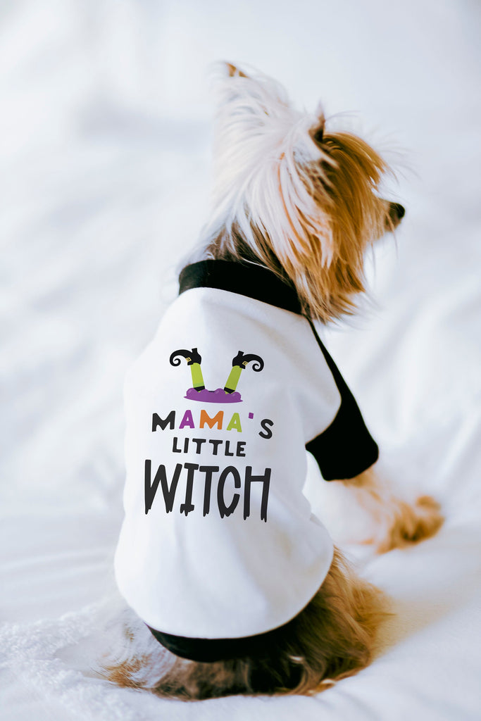 Mama's Little Witch Halloween Dog Raglan Shirt Modeled by Nutmeg the Yorkshire Terrier