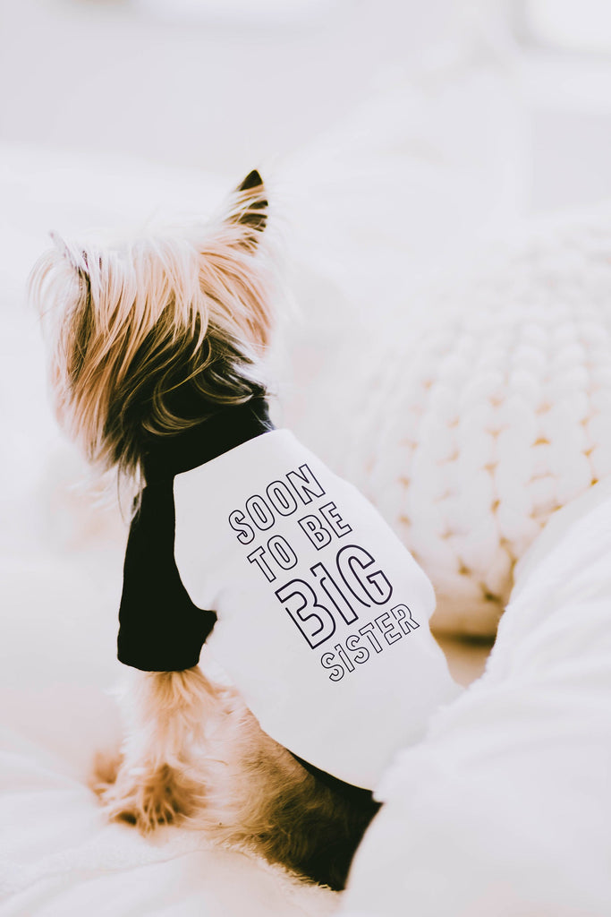 Soon to Be Big Brother Big Sister Little Brother Little Sister Paw Dog Raglan in Black and White - Modeled by Nutmeg the Yorkshire Terrier