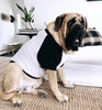 Large Mastiff Dog Raglan T-Shirt | The Kevin Collection