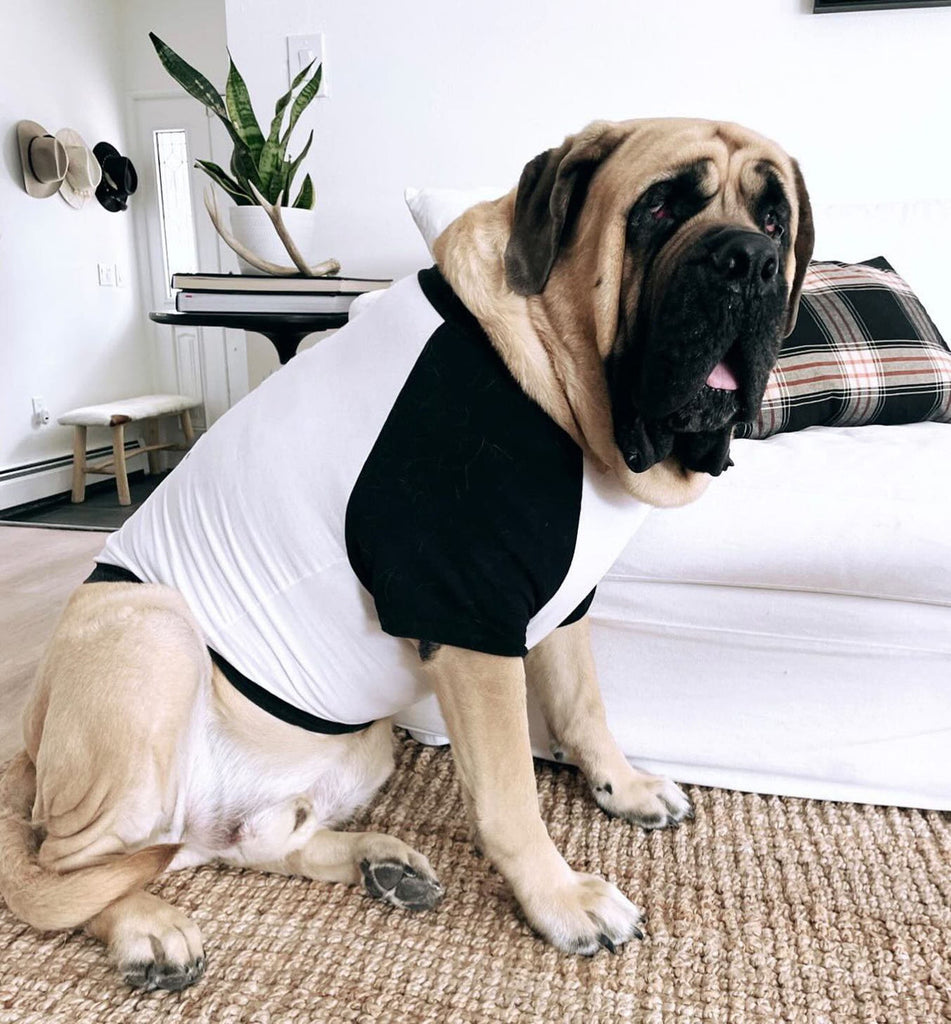 Custom "Professional Before Model" Dog Raglan T-Shirt | The Kevin Collection
