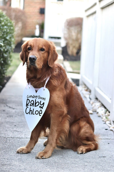 Coming Soon! Customized Baby Name Baby Announcement Sign - 8x10" Heart Sign Modeled by Chance the Golden Retriever (with light pink ribbon)