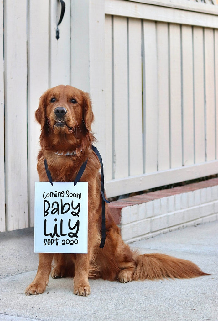 Coming Soon! Customized Baby Name Baby Announcement Sign - 8x10" Rectangular Sign with Black Ribbon modeled by Chance the Golden Retriever