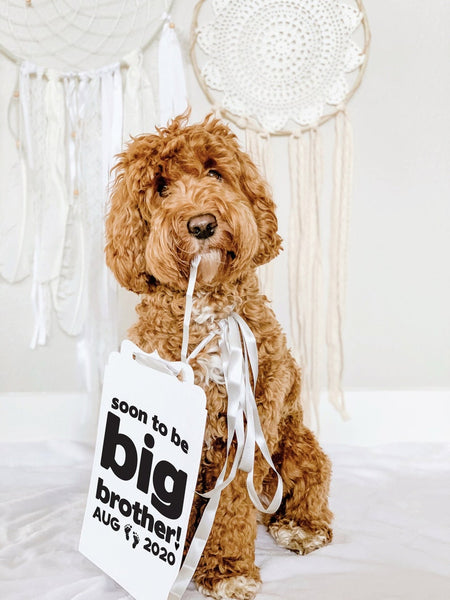 Soon to Be Big Brother Custom Date Bold Announcement Dog Sign Prop Pregnancy Announcement - 8x10 Sign with Silver Ribbon Modeled by Bean the Goldendoodle 